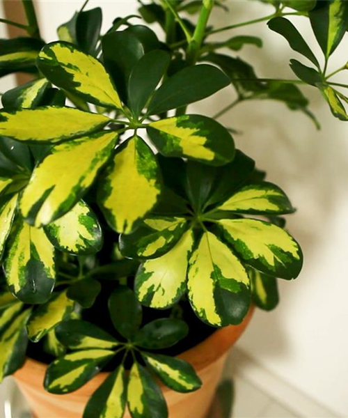 Strahlenaralie - Umtopfen