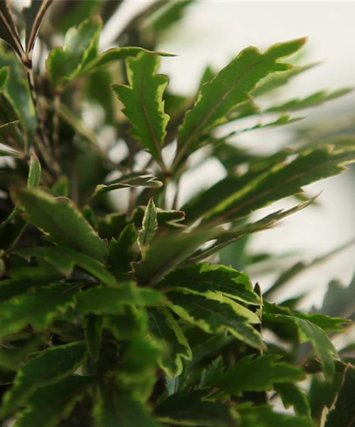 Fingeraralie - Umtopfen