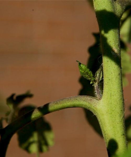 Wie machst du das? - Tomaten ausgeizen