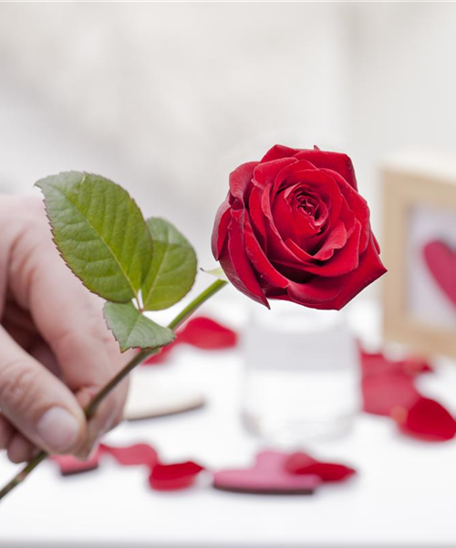 Blühender Valentinstag - für sie und ihn!