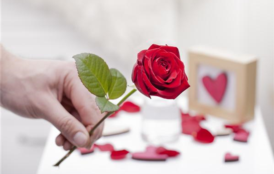 Blühender Valentinstag - für sie und ihn! Blühender Valentinstag - für sie und ihn!