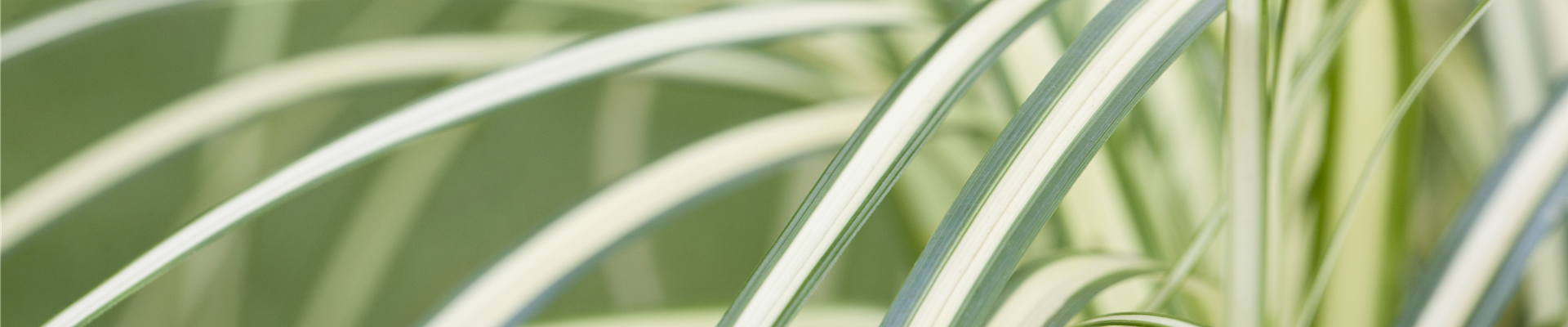 Carex oshimensis 'Evergold' Carex oshimensis 'Evergold'