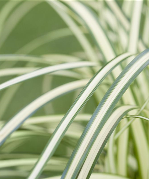 Carex – mehr als nur einfache Gräser