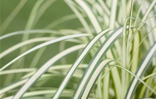 Carex – mehr als nur einfache Gräser Carex – mehr als nur einfache Gräser