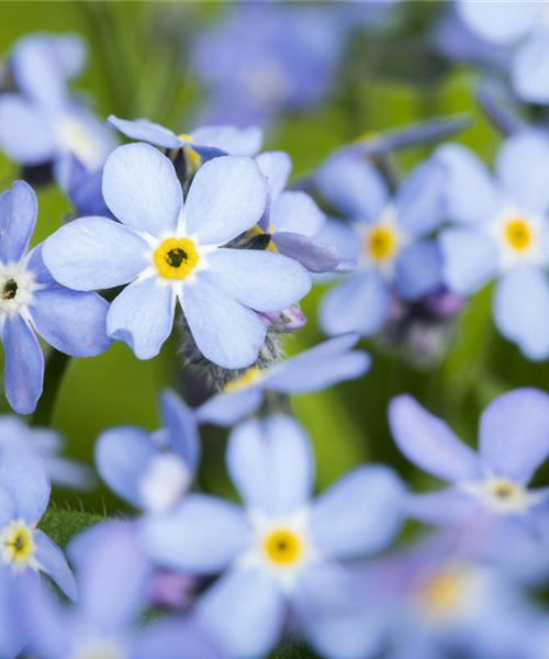 Das Vergissmeinnicht als Frühlingsbote