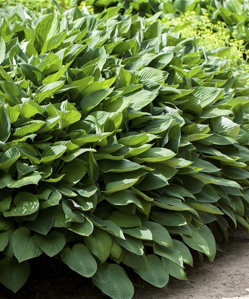 Die Funkie – der Allrounder im Garten