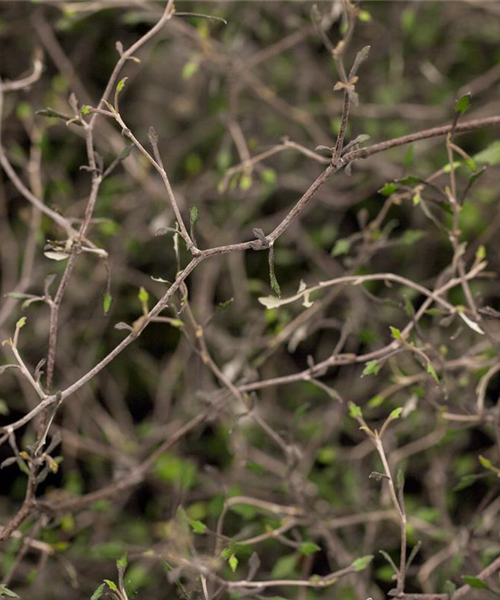 Der Zickzackstrauch – dekorativer Allrounder für Garten und Wohnung