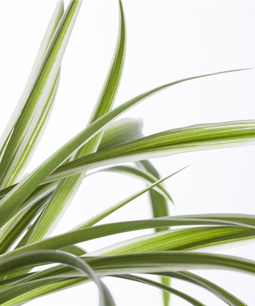 Die Grünlilie in einer Hydrokultur