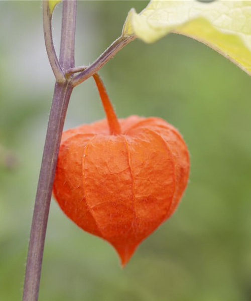 Die Lampionblume: alles andere als ein Nachtschattengewächs