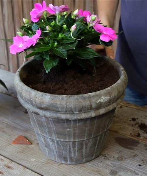 Edellieschen - Einpflanzen in ein Gefäß