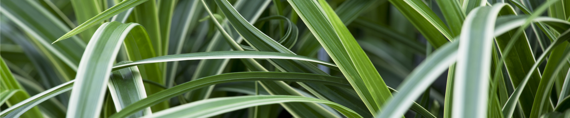 Carex morrowii ssp. foliosissima 'Icedance' Carex morrowii ssp. foliosissima 'Icedance'