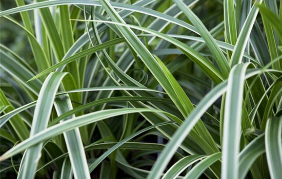 Carex – Weltenbummler und Anpassungskünstler Carex – Weltenbummler und Anpassungskünstler