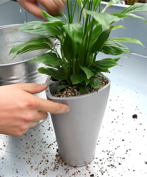 Einblatt - Einpflanzen in ein Gefäß