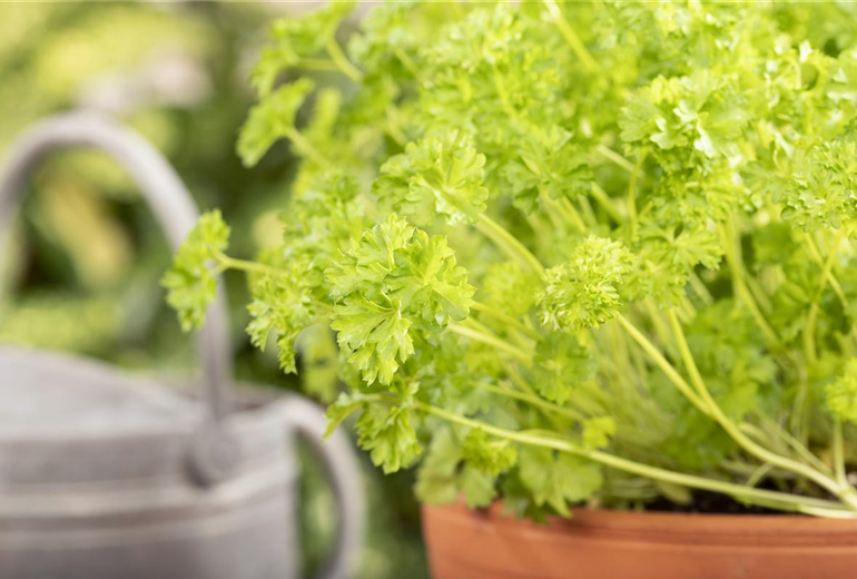 Petroselinum crispum