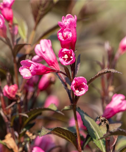 Weigelien – Blütenwunder und Augenweide