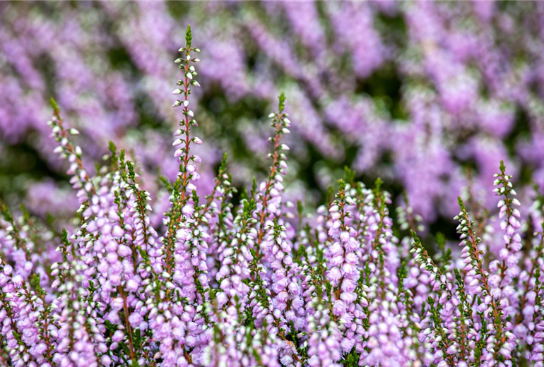 Calluna vulgaris 'County Wicklow'