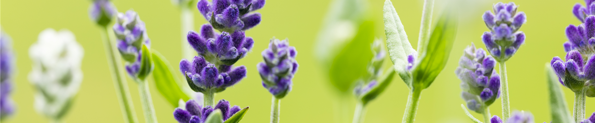 Lavandula angustifolia Lavandula angustifolia