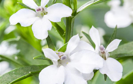 Männertreu: mehr als nur eine schöne Lückenfüllerin Männertreu: mehr als nur eine schöne Lückenfüllerin