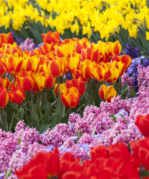 Blumenzwiebeln als Highlight bei der Gartengestaltung