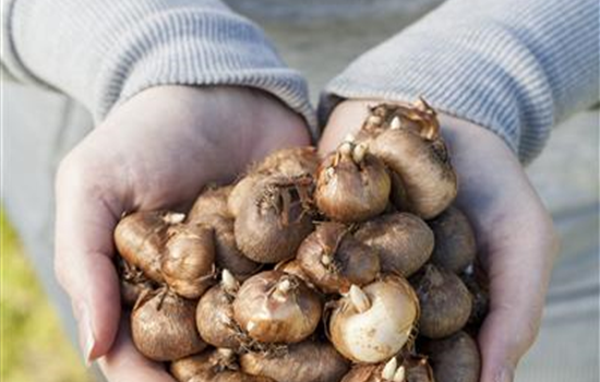 Keine Angst im Dunkeln – Blumenzwiebeln überwintern Keine Angst im Dunkeln – Blumenzwiebeln überwintern