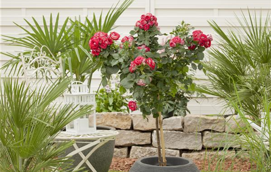 Raus aus dem Winterquartier - Frische Frühlingsluft für Kübelpflanzen Raus aus dem Winterquartier - Frische Frühlingsluft für Kübelpflanzen