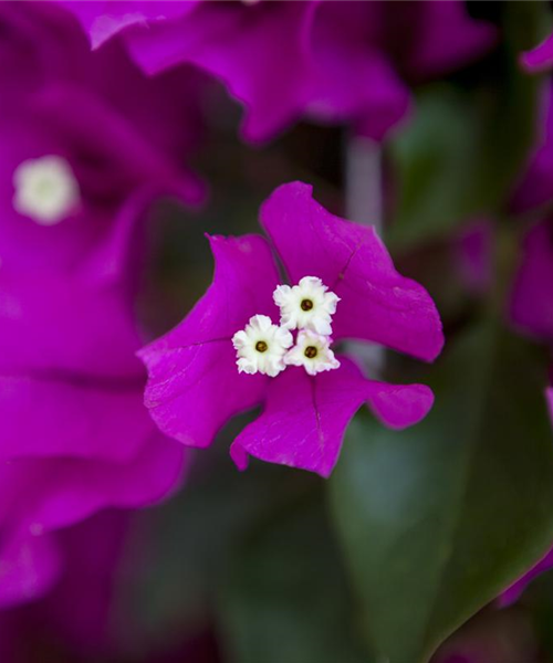 Bougainvillea – Die Wunderblume richtig pflegen