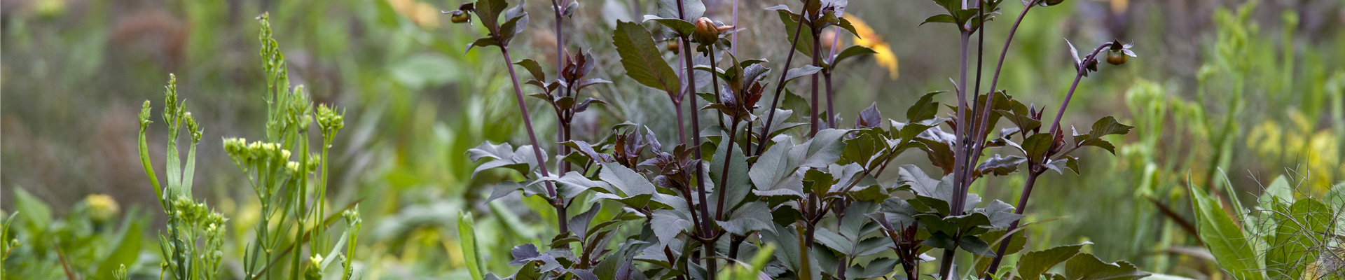 Dahlia, dunkellaubig