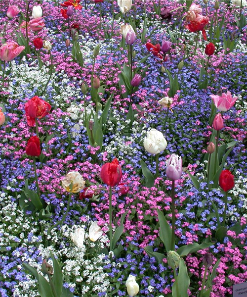 Die Frühblüher – Stars und Sternchen im Frühling