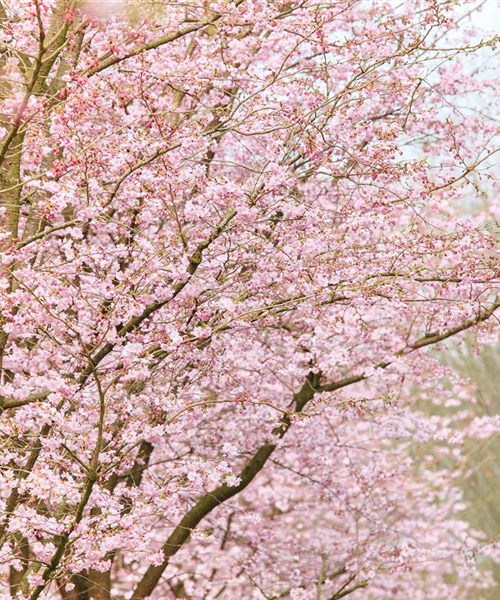 Die Zierkirsche – eine Schönheit ohne Starallüren 