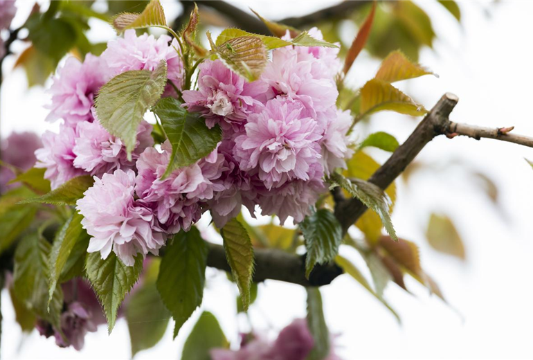 Prunus serrulata 'Kanzan'