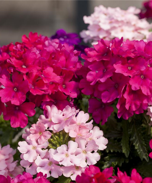 Die Verbene – schön und nützlich zugleich