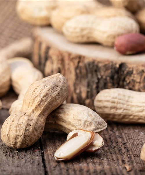 Erdnüsse im eigenen Garten 