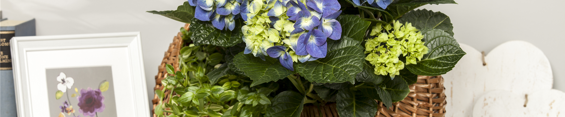 Hydrangea macrophylla Hydrangea macrophylla