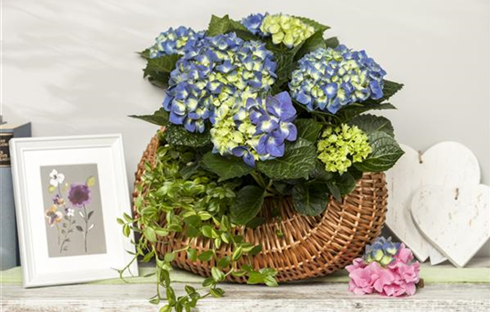 Ein Geben und Nehmen – Hortensien als Luftbefeuchter Ein Geben und Nehmen – Hortensien als Luftbefeuchter