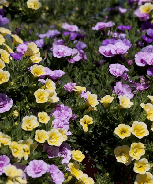 Farbe bekennen macht im Garten richtig Spaß!