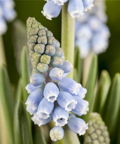 Fliegende Ostertassen
