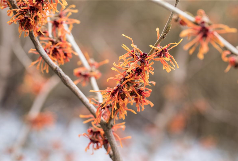 Hamamelis x intermedia 'Aurora'