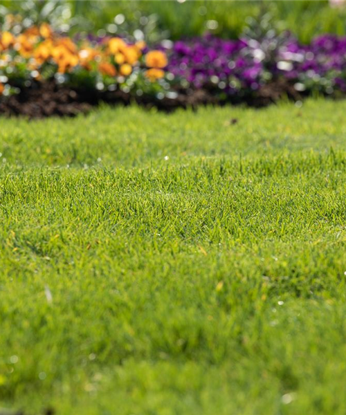 Für jeden Garten den richtigen Rasen