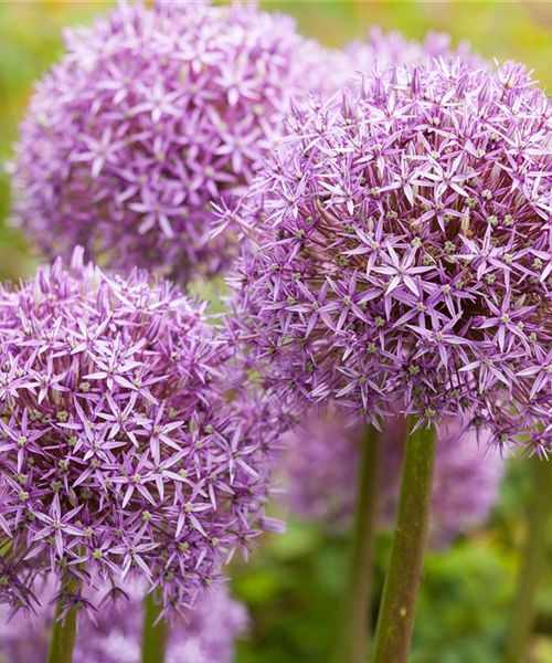 Allium – eleganter Zierlauch Allium – eleganter Zierlauch