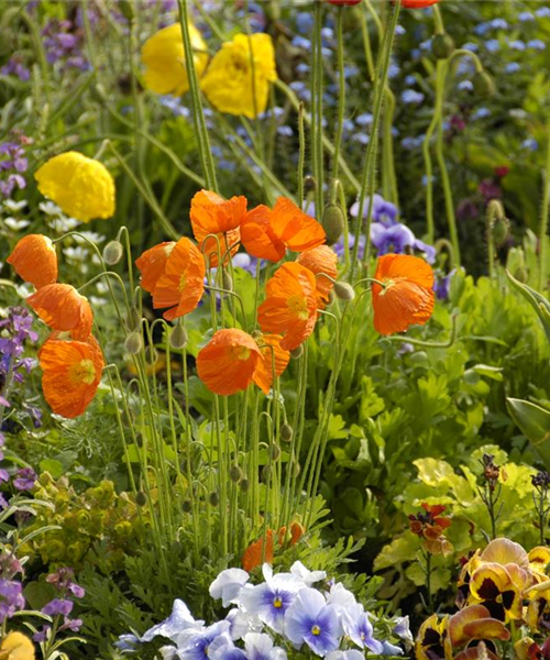 Mohn: Blütenzauber und Eleganz