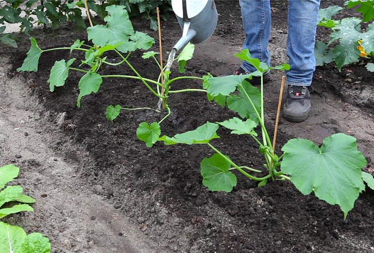 Zucchini - Einpflanzen im Gemüsebeet (thumbnail)