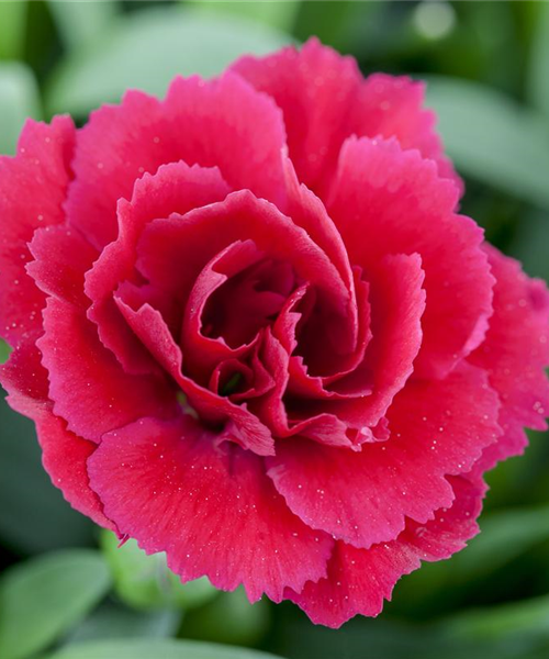 Der 1. Mai – was hat er mit Pflanzen und Blumen zu tun?