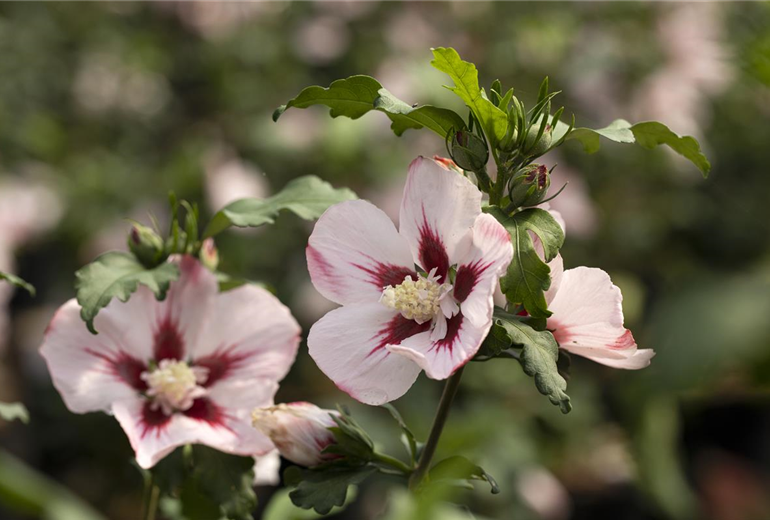 Hibiscus syriacus 'Hamabo'