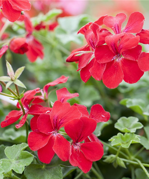 Die idealen Nachbarn für Geranien