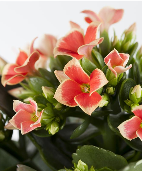 Die Kalanchoe - unsterbliche Schönheit