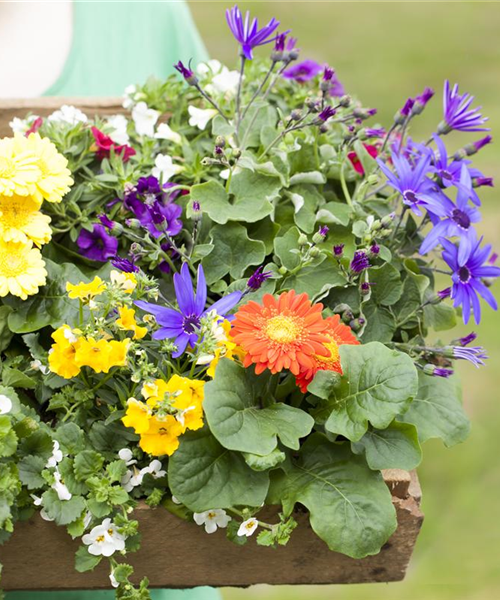Dünger für Sommerblumen – der Extra-Kick für das Wachstum