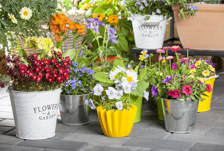 Saxifraga, Calibrachoa, Viola cornuta