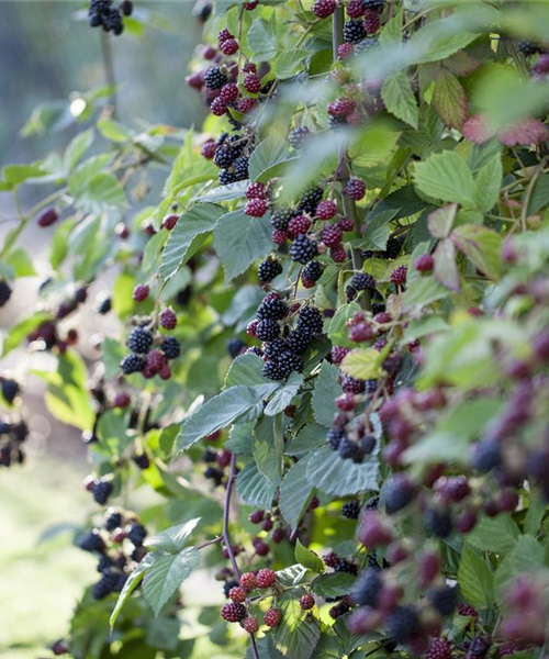 Brombeeren – wilde Leckereien mit langer Tradition