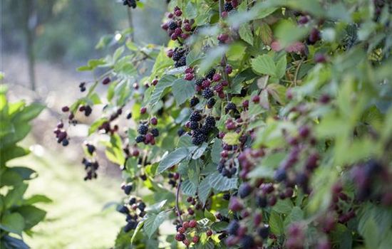 Brombeeren – wilde Leckereien mit langer Tradition Brombeeren – wilde Leckereien mit langer Tradition