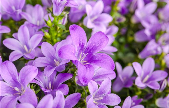 Die Glockenblume: die Vielfalt in einer Pflanze Die Glockenblume: die Vielfalt in einer Pflanze